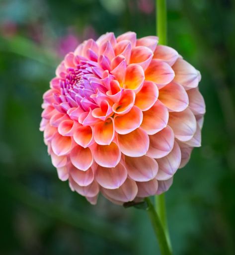 Dahlia Planting, Floral Reference, Pink 2024, Planting Dahlias, Moringa Seeds, Wilted Flowers, Bulbous Plants, Flower Types, Summer Bulbs