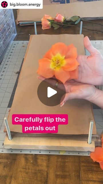 💐Flower Press Tips🌷by Berstuk on Instagram: "How to press a rose!   Here is an another way to press a rose. This time, as a whole.   Roses are too thick to press in their entirety. Taking the bulk out of the center and leaving a couple layers of petals eliminates that issue. Once you turn them inside out, you have a gorgeous rose face to press!   Tip! Older roses do not work for this method. The petals will easily detach from the center. See my other “how to press a rose” reel for how to press those successfully!  What do you want to learn next?   📸 @big.bloom.energy 🌹Follow them for more awesome flower pressing tips! ✨  —————————————————————  #flowerpress #flowerpressing #flowerpressed #flowerpressings #flowerpressingart #flowerpressingtips #flowerpressart #flowerpresstips #flowerpres Pressing Large Flowers, Pressing Roses Diy, How To Press Roses In A Book, Dried Roses Ideas, Pressing Roses, How To Press Roses, How To Press Flowers, Press Roses, Pressed Roses