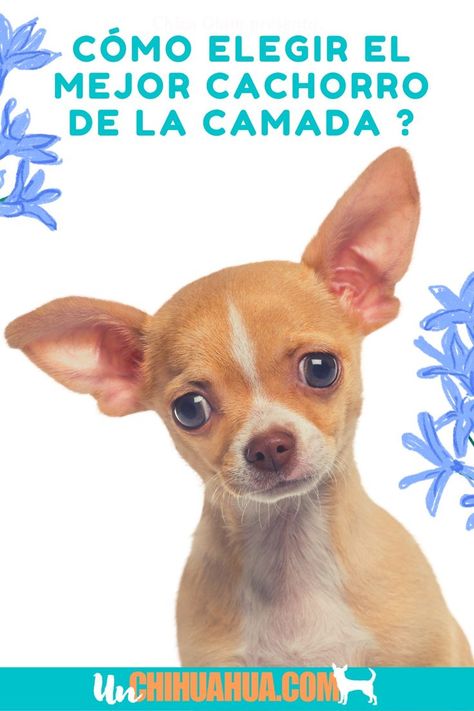 Aprende como elegir el mejor cachorro de la camada cuando tengas que adoptar a tu pequeño peludo. Chihuahua