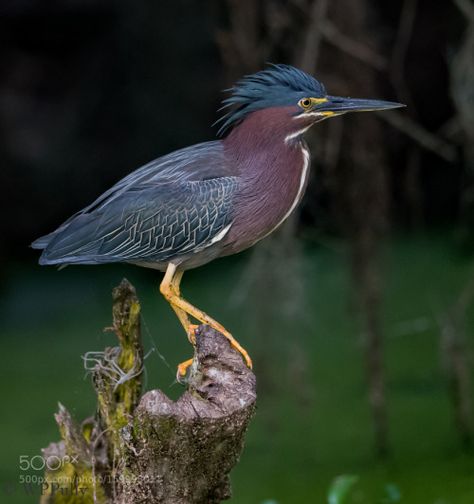 Green Heron Posing by wppully2 http://ift.tt/28SKhfY Heron Photography, Fancy Birds, Heron Photo, Canary Birds, Heron Art, Green Heron, Coastal Birds, Bird Identification, Let's Make Art