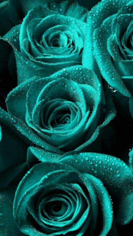 Flor Iphone Wallpaper, Turquoise Aesthetic, Green Roses, Turquoise Wallpaper, Dark Green Aesthetic, Beautiful Wallpapers Backgrounds, Aqua Turquoise, Beautiful Rose Flowers, Flower Phone Wallpaper