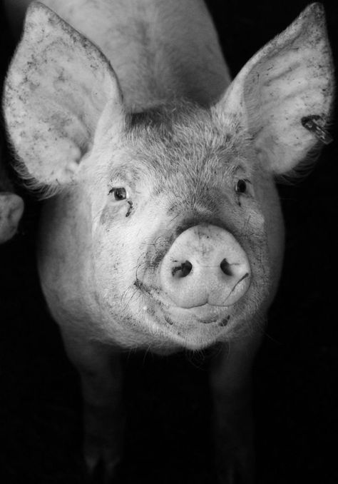 Pig Head, Pig Face, Big Ears, Happy Monday Everyone, Photo Competition, A Court Of Mist And Fury, Black And White Portraits, Black And White Pictures