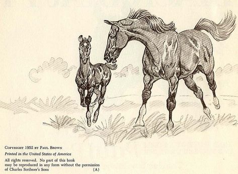 Brown Horse Art, Paul Desmond, Drawing Horses, Horse Art Drawing, Paul Brown, Horse Sketch, Horse Anatomy, Horse Books, Horse Illustration