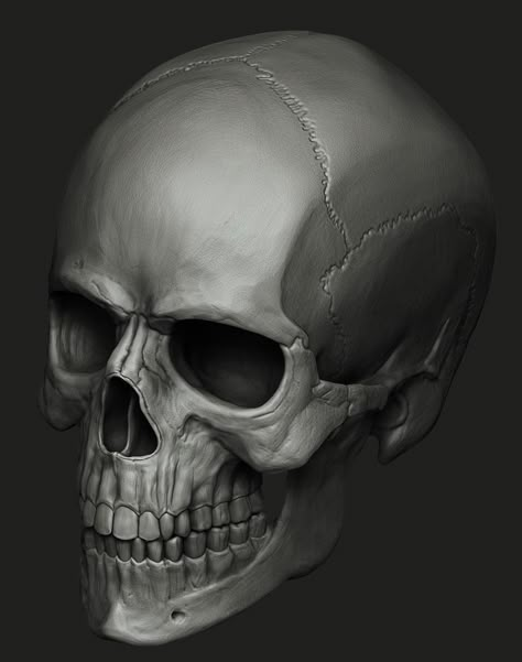 realistic anatomy human skull by Dmitry Check on ArtStation Zbrush sculpting https://www.artstation.com/artwork/5Xo0kP Human Skeleton Art, Skeleton Art Drawing, Diy Sketches, Realistic Anatomy, Skull Study, Skull References, Anatomy Head, Zbrush Models, Mother Painting