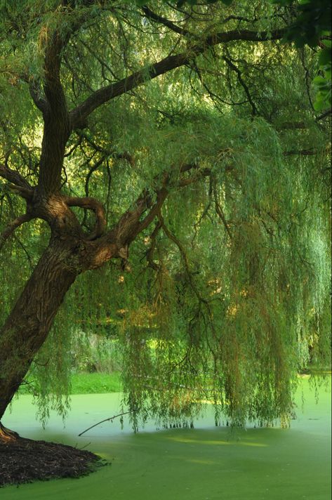 Name: Weeping Willow (Salix babylonica); USDA Zones: 6 - 8,p; Range: Northern China; Height: 20 - 25m; Bloom Time: Early Spring Big Willow Tree, Salix Babylonica, Tree Reference, Landscape Pencil Drawings, Willow Trees, Weeping Willow, Beautiful Plants, Ornamental Trees, Willow Tree