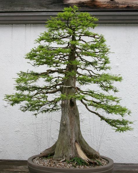 What an absolutely stunning bald cypress bonsai tree.  Give it some ❤️ if you agree Redwood Bonsai, Cypress Bonsai, Garden Bonsai Tree, Dawn Redwood, China Architecture, Garden Bonsai, Beautiful Bonsai, Bald Cypress, Bonsai Art