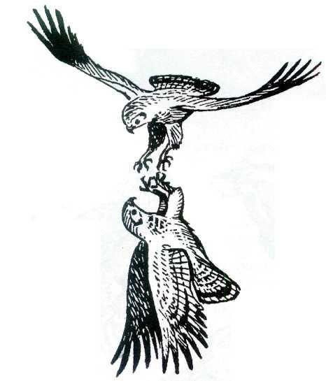 Osprey Tattoo, Two Birds Tattoo, Hawk Tattoo, Woodcut Tattoo, Medieval Tattoo, Funky Tattoos, Arte Robot, Tattoo Portfolio, 1 Tattoo