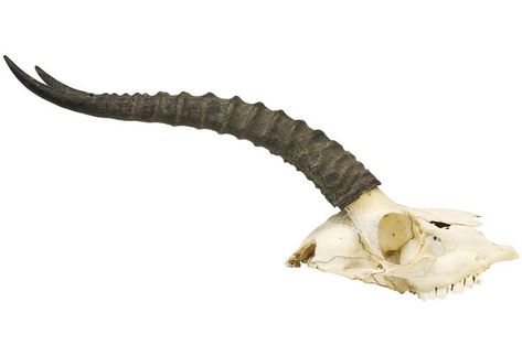 Gazella bennetti. Smithsonian National Museum of Natural History. Gazelle Skull, National Museum Of Natural History, Museum Of Natural History, National Museum, Natural History, Art Reference, History, Art