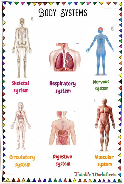 This worksheet is about learning the major body parts of our system. With the help of images students have to read aloud the name of the body systems with their spellings. Have fun learning with us!. Human Body Systems Worksheets, Body Systems Worksheets Free Printable, Human Body Systems Projects, The Body Systems, Body Systems Project, Human Body Science Projects, Body Systems Worksheets, Nursing School Studying Cheat Sheets, Studying Notes