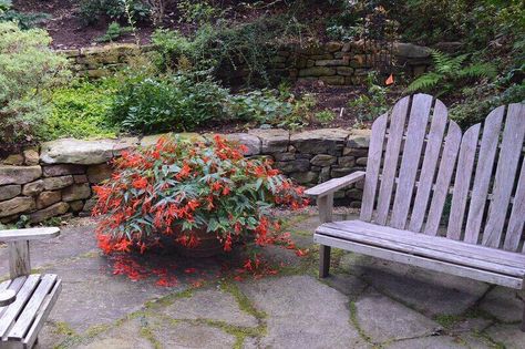 Begonia Boliviensis, Scale Insects, Summer Plants, Plant Needs, Hanging Baskets, Indoor Plants, Soil, Need To Know, Seeds