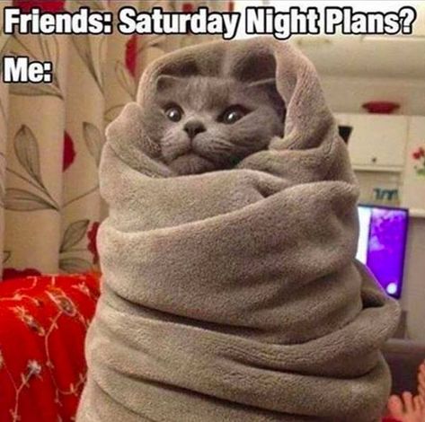 Whatsapp Wallpaper, Daily Funny, Funny Animal Memes, Funny Animal Pictures, Crazy Cat Lady, Animal Memes, Funny Babies, Crazy Cats, Cat Memes