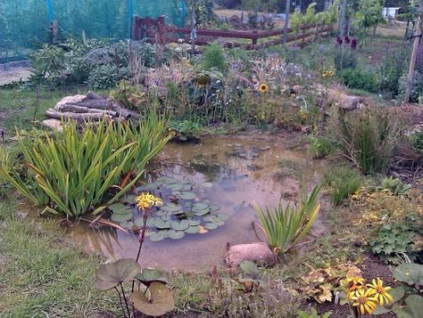 Tiny Pond, Dry River Beds, Biodynamic Gardening, Dragonfly Pond, Vernal Pool, Wildlife Pond, Allotment Ideas, Sustainable Homestead, Water Gardens Pond