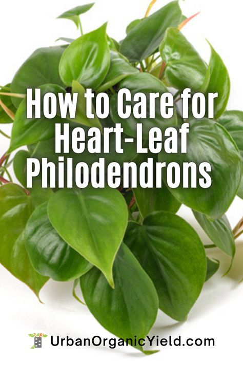 Heart Leaf Plant, Philodendron Plant Care Tips, Heart Shaped Leaf Plant, Heart Leaf Philodendron Care, Types Of Philodendron Plants, Heart Shaped Philodendron, Philodendron Types, Heart Shaped Plant, Philodendron Plant Care