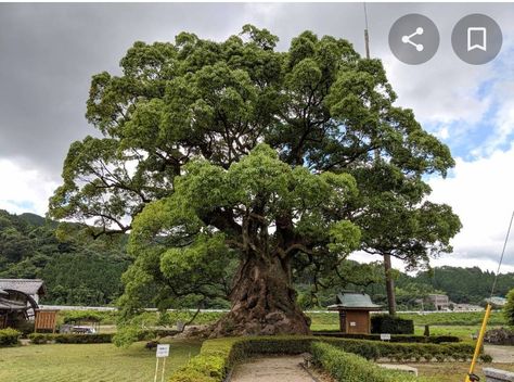 Wrath Of Gnon, Camphor Tree, Cinnamomum Camphora, Plant Sketches, Laurel Tree, Australian Trees, Evergreen Trees, English Translation, Green Lantern