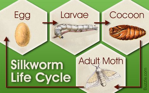 Important Stages in the Life Cycle of a Silkworm - Animal Sake Life Cycle Of Silkworm Project, Silkworm Life Cycle, Moth Life Cycle, Silkworm Moth, Science Life Cycles, Cycle Drawing, Silkworm Cocoon, Stages Of Life, World Most Beautiful Place