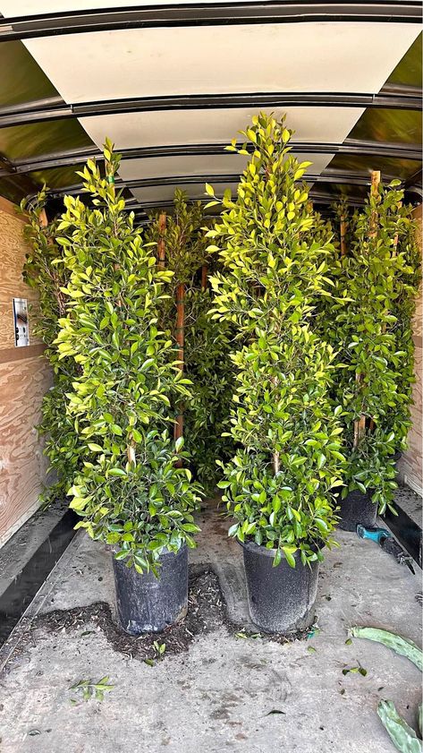 ficus column Ficus Hillii Flash Hedge, Ficus Tree Outdoor, Ficus Hedge, Privacy Hedges, Landscape Yard, Spanish Holidays, Privacy Hedge, Privacy Trees, Ficus Tree