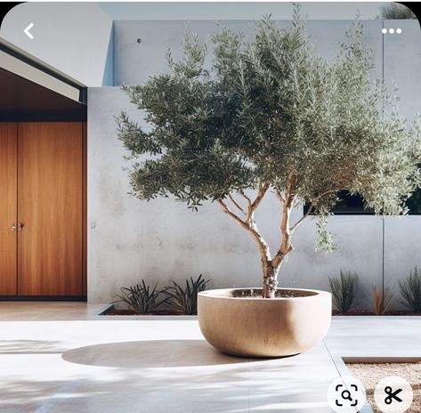 Olivier En Pot, Potted Olive Tree, Outdoor Gardens Design, Potted Trees, Mediterranean Garden, House Landscape, Olive Tree, Small Backyard Landscaping, Front Garden