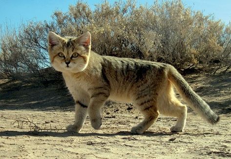 Rare Cat Breeds, Cat Walking, Small Wild Cats, Sand Cat, Rare Cats, Korat, Kittens Playing, Small Cat, Domestic Cat