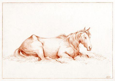 Horse Lying Down Drawing, Horse Laying Down Drawing, Horse Laying Down, Drawing Help, Horse Anatomy, Image Vintage, Horse Horse, Horse Drawing, Art Animals