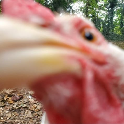 Chicken Pfp, Chicken Photoshoot, Funny Cursed Pictures, Silly Chickens, Strawberry Chicken, Funny Chickens, Funny Bird Pictures, Ducks And Chickens, Funny Cursed