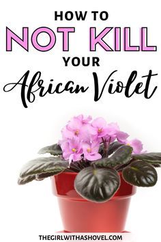 Violet Plant Care, African Violet Care, Diy Container, African Violet Pots, African Violets Plants, Plant Care Tips, Violet Plant, Household Plants, Plant Care Houseplant