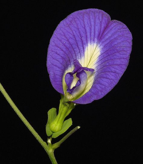 Clitoria Flower Tattoo, To My Teacher, Kingdom Plantae, Fabric Painting On Clothes, Purple Garden, The Bug, Butterfly Pea, My Teacher, Thai Art