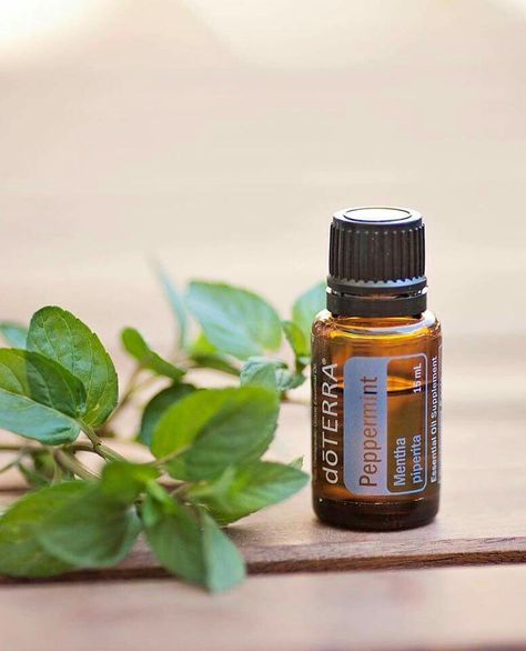 Did you know that essential oils are 50% - 70% more potent than herbs? Just consider dōTerra peppermint oil! One drop of peppermint oil is equal to 28 cups of peppermint tea! Yes,that potent! Are you open to learn more or would like to get a free sample, pm me! Peppermint Doterra, Benefits Of Peppermint Oil, Peppermint Essential Oil Benefits, Pepermint Oil, Peppermint Doterra Brasil, Holistic Care, Peppermint Oil, Peppermint Tea, Healing Oils