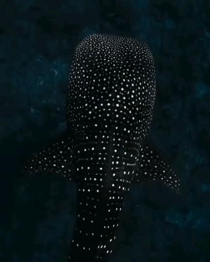 Whale Shark Gif, Whale Shark Facts, Jaguar Shark, Ocean Creatures Art, New Facts, Whale Sharks, Deep Sea Creatures, Beautiful Sea Creatures, Cute Shark