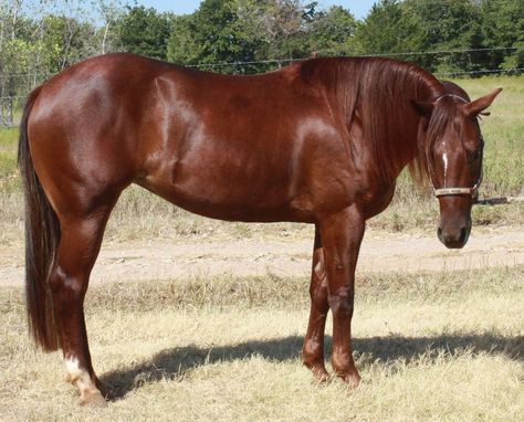 Quater Horses, Red Sorrel, Sorrel Horse, Quarter Horse Mare, Stunning Horses, Horse Herd, Western Horses, 3 Horses, Horse Facts