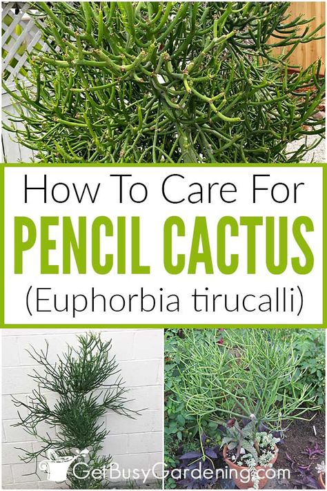 Pencil Plant Care, Pencil Cactus Care, Cactus Benefits, Pencil Plant, Soil Fertilizer, Pencil Cactus, Pencil Trees, Cactus Care, Barrel Cactus