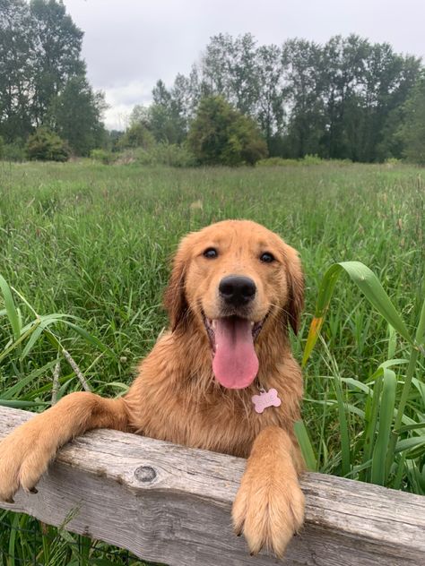 Golden Retriever Green Aesthetic, Dog In Field, Mindful Activities, Miss My Dog, Aesthetic Dog, Feeling Inspired, Ig Feed, Dog Park, Dream Board