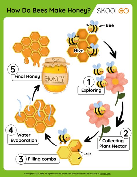 Bee Diagram, How Bees Make Honey, Honey Bee Life Cycle, Bees For Kids, Name Activities Preschool, Bee Life Cycle, Free Worksheets For Kids, Bee Activities, Easy Toddler Crafts