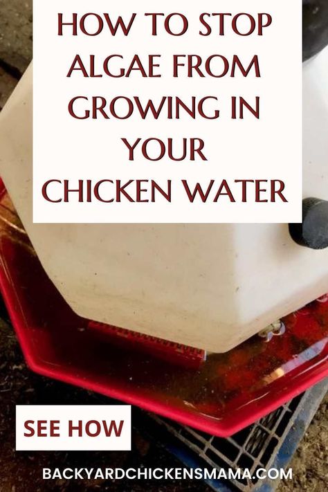 Watering Ideas For Chickens, Self Watering Chicken Waterer, Easy Chicken Waterer Diy, Chicken Water Ideas, Baking Soda For Chickens, Best Chicken Waterer, Watering System For Chickens, Baking Soda In Chicken Water, Chicken Cooling Station