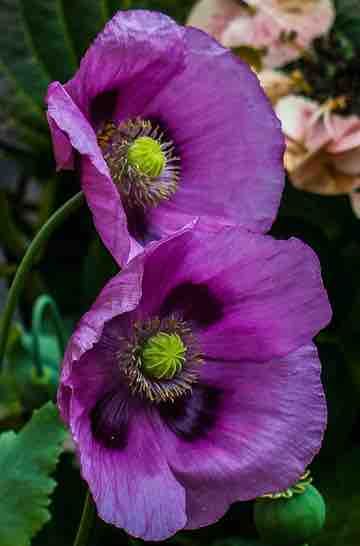 Papaver: Poppy | Portland Nursery Purple Bread, Breadseed Poppy, Purple Poppy, Purple Poppies, Seed Heads, Shade Flowers, Plant Images, California Poppy, Garden Soil