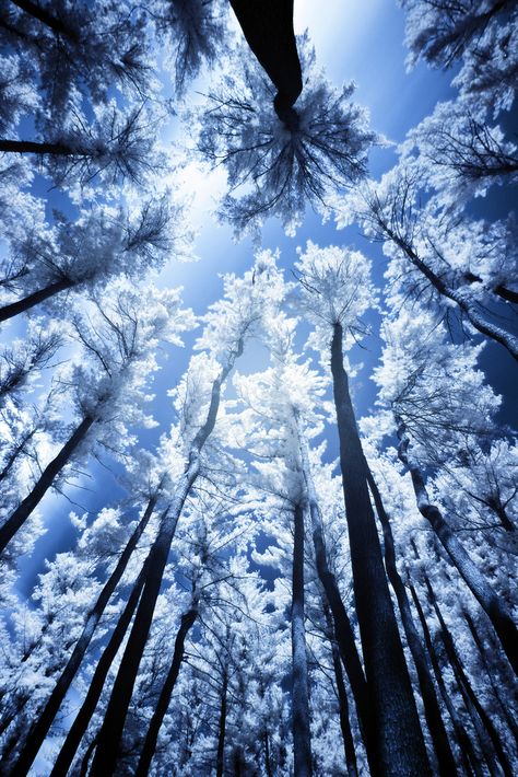 . Winter Szenen, Tall Trees, Wow Art, Winter Trees, Beautiful Tree, Winter Landscape, Winter Scenes, Blue Aesthetic, Beautiful Photography