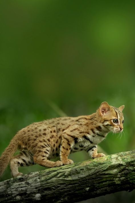 🐈 The rusty-spotted cat is one of the smallest species of cats in the world.   It is two times smaller than a domestic cat. 😀  Isn't she cute? 😍  #cat #Stadia #nature #wednesdaymorning #wildcat #wigan #rustywildcat Rusty Spotted Cat, Wild Cat Species, Spotted Cats, Small Wild Cats, Spotted Cat, Street Cat, Cat Species, Cat Photos, Small Cat