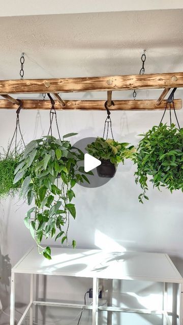 Indoor Plant Wall Diy, Ladder Hanging Plants, Ladder Plant Hanger, Plant Hanging Ideas, Plant Wall Diy, Plant Ladder, Decorative Trellis, Hanging Ladder, Hanging Plants Diy