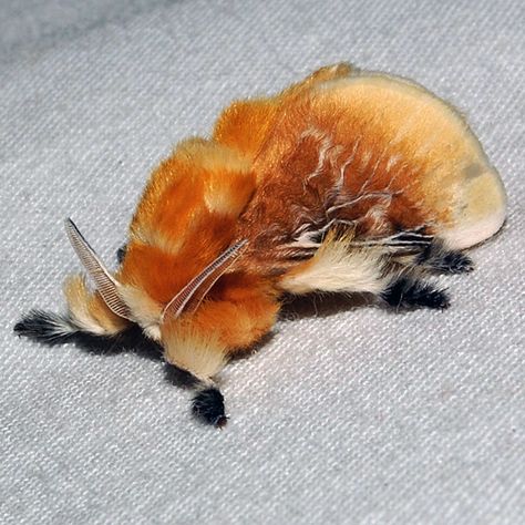 Southern Flannel Moth - Hodges#4647 - Megalopyge opercularis Southern Flannel Moth, Fluffy Moths, Pretty Moths, Flannel Moth, Poodle Moth, Weird Insects, Cute Moth, Small Moths, Bug Collection