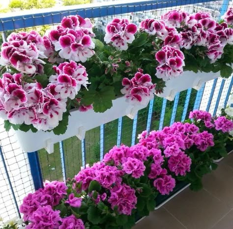 Balcony Flower Box, Balcony Flowers, Living Room Cozy, Diy Raised Garden, Boho Garden, Flower Pots Outdoor, Room Cozy, Patio Plants, Garden Deco