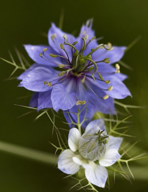 Nigella AKA "Love in the Mist" Airbrush Art, Foliage Plants, Butterfly Flowers, Exotic Flowers, Flower Beauty, Flowers Nature, Beautiful Blooms, Belleza Natural, Blue Flower