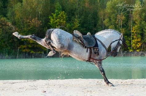 Horse Kicking, Horse Anatomy, Cowboy Horse, Andalusian Horse, Interesting Animals, Horse Drawing, Pretty Animals, Horse Photos, Pretty Horses