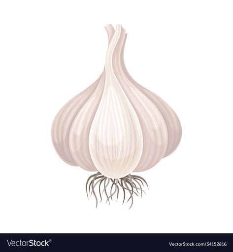 Garlic Bulb Drawing, Garlic Sketch, Garlic Drawing, Garlic Illustration, Cool Wallpapers 4k, Garlic Art, Veggie Art, Crown Drawing, Cookbook Design