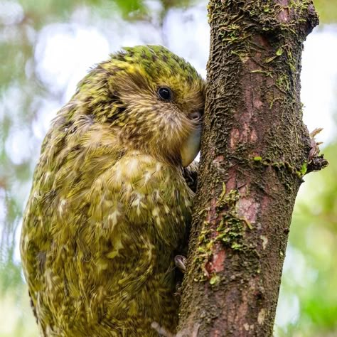 Kakapo Bird, Kakapo Parrot, Cute Parrots, Silly Bird, Nz Birds, New Zealand Birds, Relief Printmaking, Big Birds, Forest Creatures