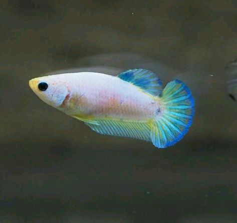 Hmpk fancy female Beta Fish Drawing, Betta Sorority, Female Betta Fish, Female Betta, Aquarium Tanks, I Am A Survivor, Betta Fish Types, Betta Aquarium, Pretty Fish