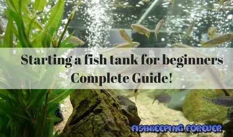 Setting Up Fish Tank, Fresh Water Aquarium Set Up, Fish Tank Set Up, Aquariums Ideas, Goldfish Aquarium, Aquarium Set, Nitrogen Cycle, Fish Keeping, Tropical Fish Tanks