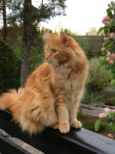 Nature Aesthetic Widget, Cat Nature Aesthetic, Raining Sound, Animals In Love, Study Together, Cat Nature, Aesthetic Widget, Orange Kittens, Norwegian Forest