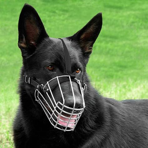 Muzzled Dog, Dog Muzzles, Calorie Chart, Bizarre Animals, Tactical Dog Harness, Scary Dogs, Dog Muzzle, Dream Dog, Beautiful Dog