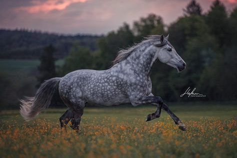 Beautiful grey Dapple Grey Horses, Horse Inspiration, Dream Horse, Horse Wallpaper, Andalusian Horse, Photo Pictures, Black Horses, Most Beautiful Horses, Grey Horse