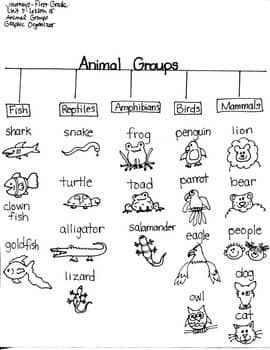 Journeys First Grade: Animal Groups: Unit 3/Lesson 15 Graphic Organizers Animal Groups Activities, Ukg Worksheet, Animals Group, Personal Word Wall, Teacher Info, Animal Classification, Math Centers Middle School, Animal Worksheets, Curriculum Mapping