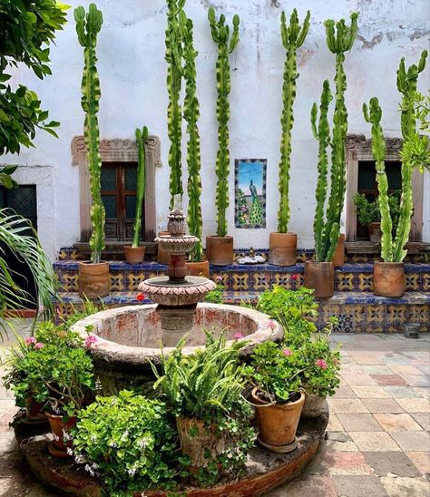 Mexican Garden, Willow House, Cacti And Succulents, Outdoor Area, Beautiful Gardens, Outdoor Spaces, The Office, Yard, Patio